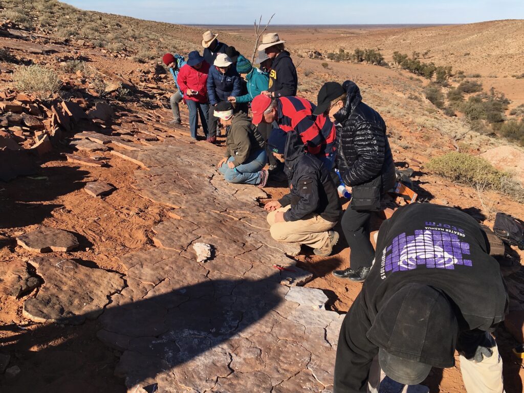 Discovering Ediacaran Fossils